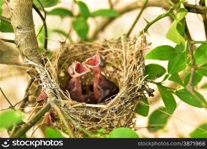 Nest of birds with small babies.