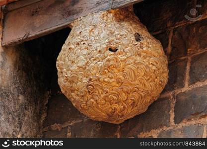 Nest of Hampshire Wasp