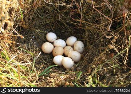 Nest of the hen with ten eggs. Nest of the hen with ten eggs on the hay