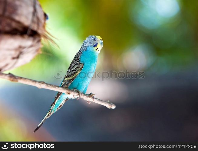 Nest out of focus and a shell parakeet on a branch