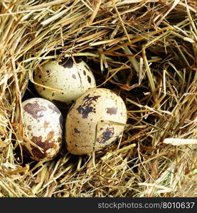 Nest with three quail eggs close up