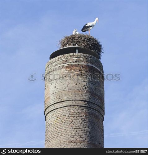 nest with two storks on old industrial chimney against blue sky in the netherlands