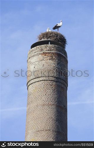 nest with two storks on old industrial chimney against blue sky in the netherlands