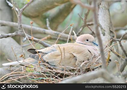 Nesting Mourning Dove bird in spring time