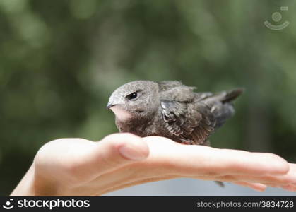 Nestling swift can not fly sits on the palm