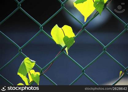Net fence and Leaf