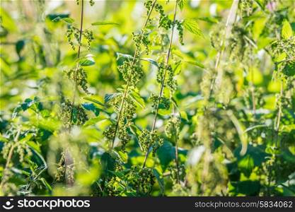 Nettle herbs in the nature with backlight