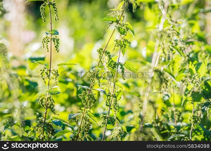 Nettle plants in wild nature in green colors