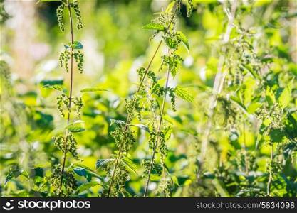 Nettle plants in wild nature in green colors