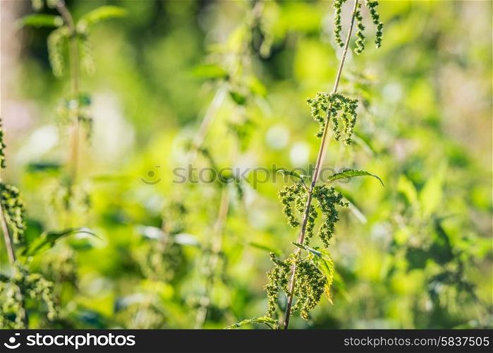 Nettles in wild nature with sunshine