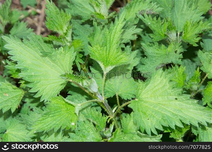Nettles (urtica) natural medicinal green wild plant, healthy herbal