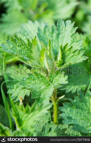 Nettles (urtica) natural medicinal green wild plant, healthy herbal