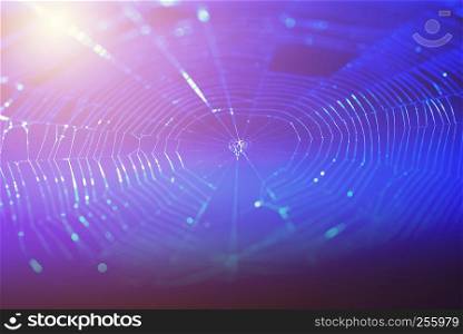 Network connection and technology background concept. Photo of spider web with lines and dots symbol.