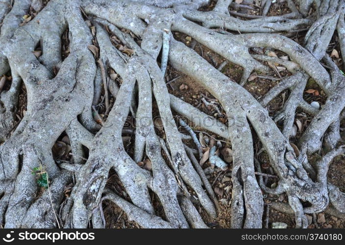 Network of wooden roots as a natural pattern