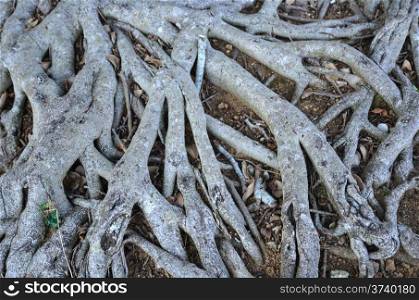 Network of wooden roots as a natural pattern