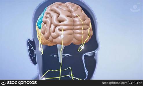 Neurons are the fundamental units of the brain and nervous system 3D illustration. Neurons are the fundamental units of the brain and nervous system