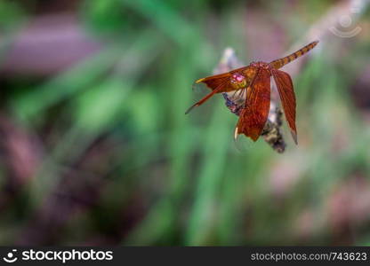 Neurothemis fulvia, the fulvous forest skimmer, is a species of dragonfly on the branch.