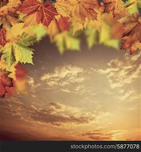 Neutral autumnal backgrounds with maple tree against beauty skies