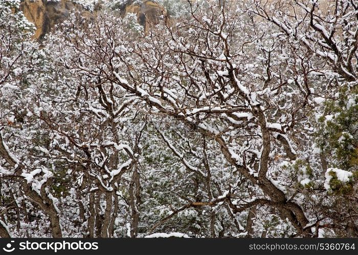 Nevada USA spring first snow in the mountain trees