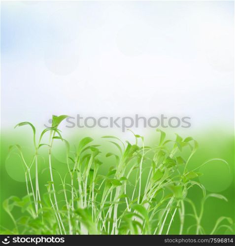 new beginning spring sprouts isolated on white background. spring sprouts