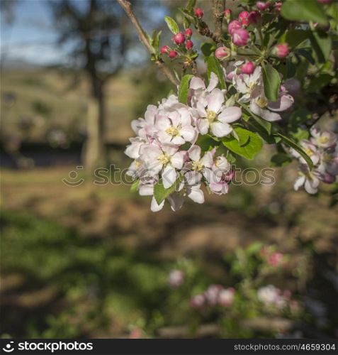 New blossoms of pink and white on the branches of a pear tree in spring.