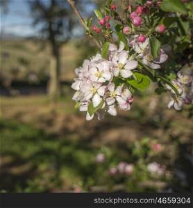 New blossoms of pink and white on the branches of a pear tree in spring.