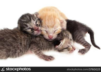 New born baby cats on white background