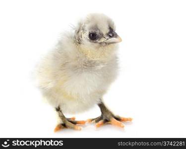 new born chick in front of white background