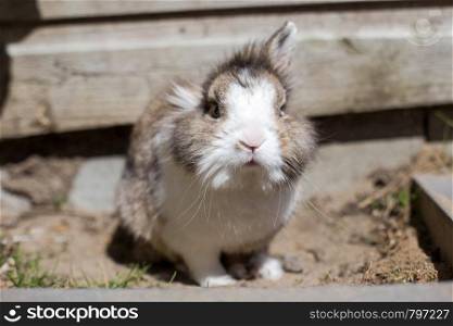 New born rabbit or cute bunny on sand in a garden, cute pet fluffy. New born rabbit or cute bunny on sand in a garden, cute pet