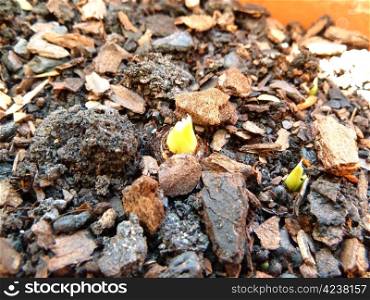new bulb shoots through a soil surface