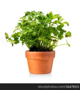 New celery plant in a ceramic pot isolated on white