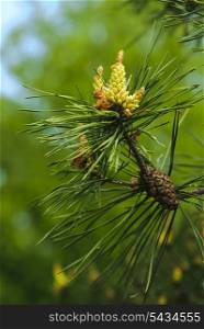 New cones on the pine. Close up nature, shallow DOF.