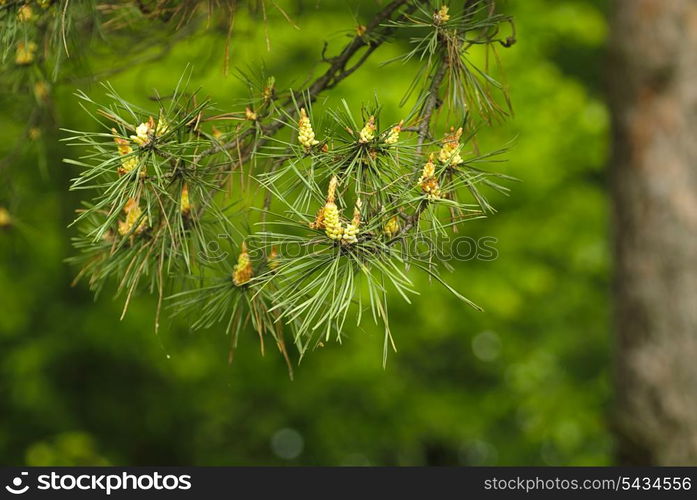 New cones on the pine. Close up nature. shallow DOF.