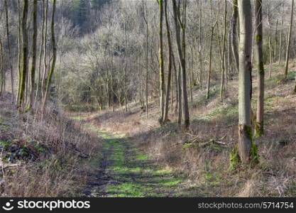 New deciduous wood plantation with track through, Cotswolds, Gloucestershire, England.