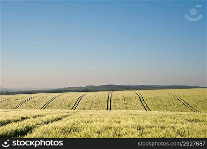 New field of wheat in countryside rural landscape