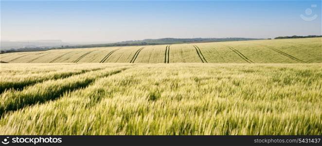 New field of wheat in countryside rural landscape