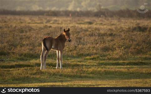 New Forest foal in early morning landscape light