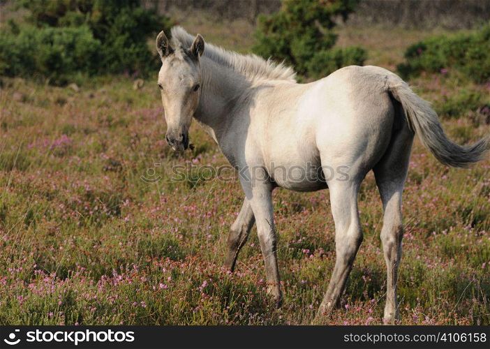 New Forest foal in the heather