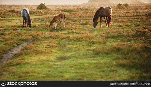 New Forest ponies and foal in early morning landscape light