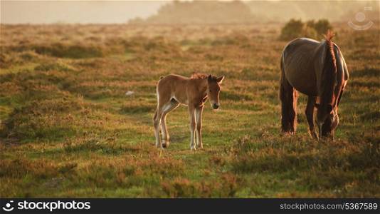 New Forest pony and foal in early morning landscape light