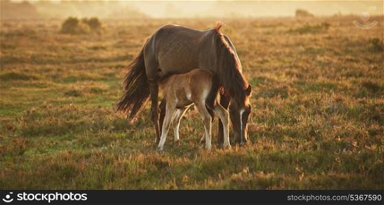 New Forest pony and foal in early morning landscape light