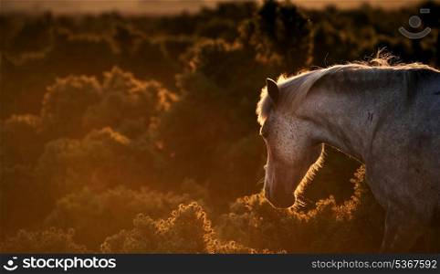 New Forest pony in early morning landscape light