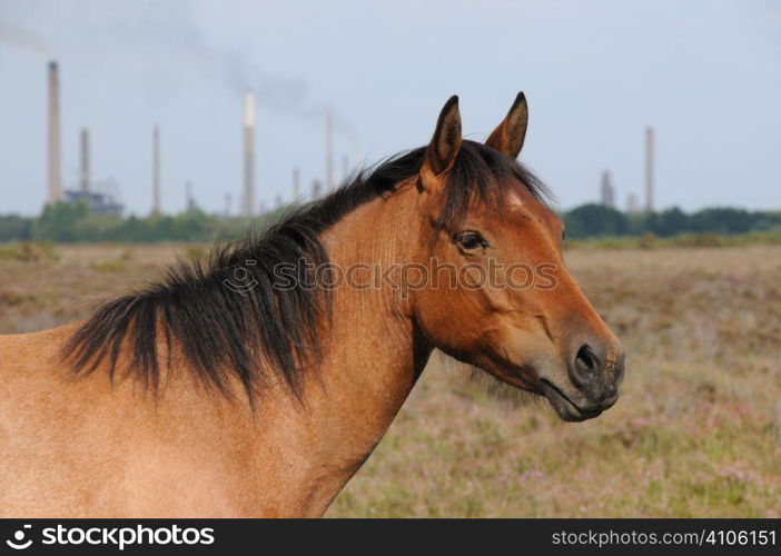 New forest pony with oil refinery in the background