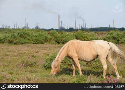 New forest pony with oil refinery in the background