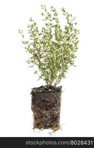 new French thyme plant with roots taken out of the pot for planting, isolated on white