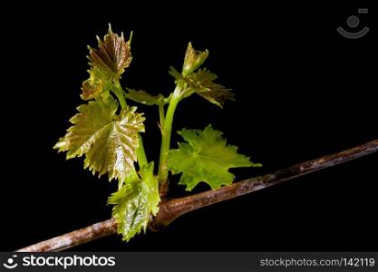 New fresh grape leaves isolated on black background 