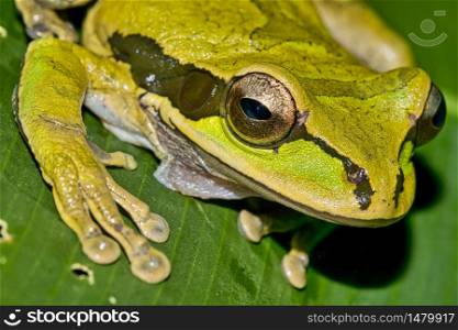New Granada Cross-banded Tree Frog, Smilisca phaeota, Tropical Rainforest, Corcovado National Park, Osa Conservation Area, Osa Peninsula, Costa Rica, Central America, America. Alberto Carrera
