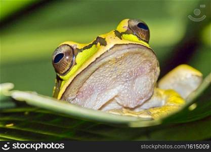 New Granada Cross-banded Tree Frog, Smilisca phaeota, Tropical Rainforest, Corcovado National Park, Osa Conservation Area, Osa Peninsula, Costa Rica, Central America, America