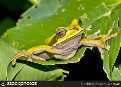 New Granada Cross-banded Tree Frog, Smilisca phaeota, Tropical Rainforest, Corcovado National Park, Osa Conservation Area, Osa Peninsula, Costa Rica, Central America, America