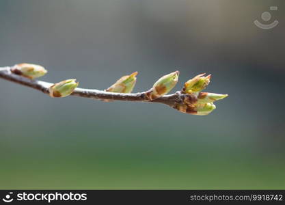 New, green, leaf buds grown on a branch in spring.. Leaf Buds On Branch